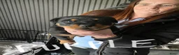 Rottweiler dogs for sale: Rottweiler puppies - Advert 22