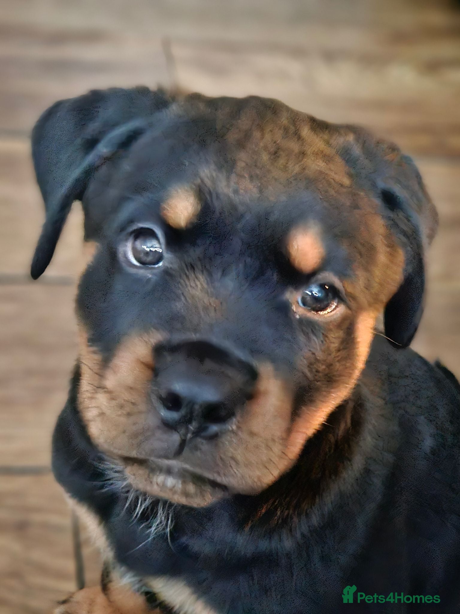 Rottweiler dogs Rottweiler pup - Advert 7