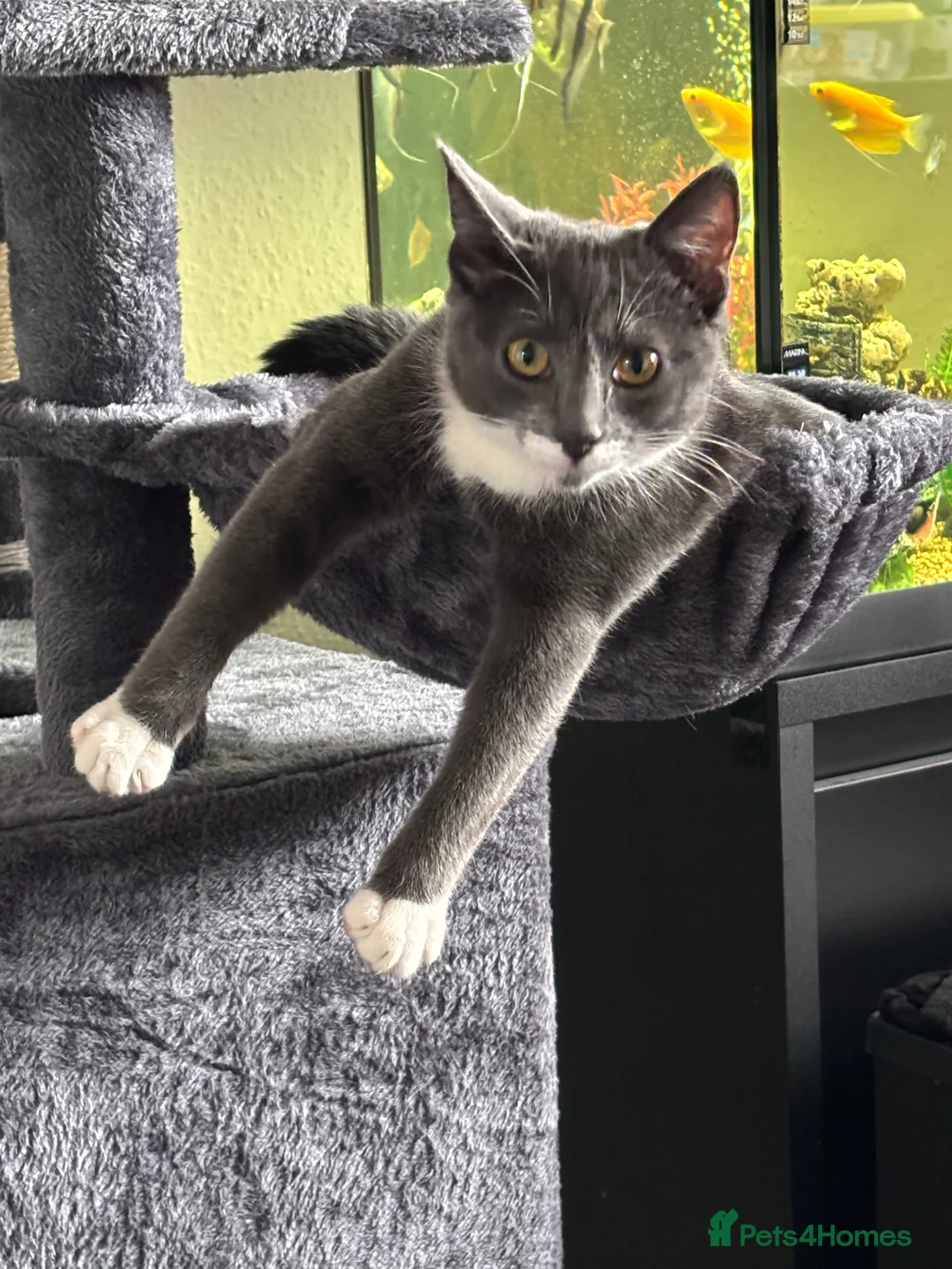 Mixed Breed cats for sale: 2 sister kittens  in Arbroath - Advert 3