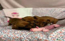 Dachshund dogs for sale: Gorgeous dachshund puppies  - Image 7