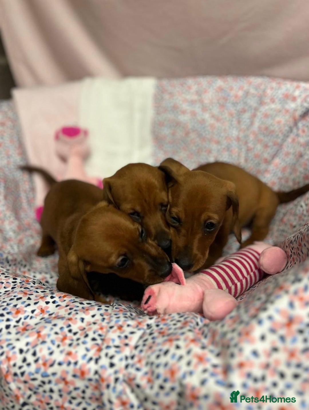 Dachshund dogs for sale: Gorgeous dachshund puppies  - Image 7