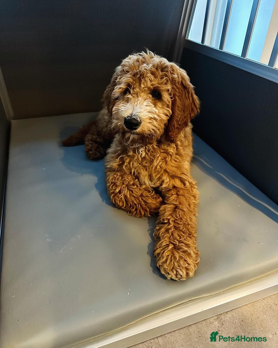 Double Doodle dogs for sale: Beautiful Double Doodle Puppy Sophie 8 Months Old - Advert 6