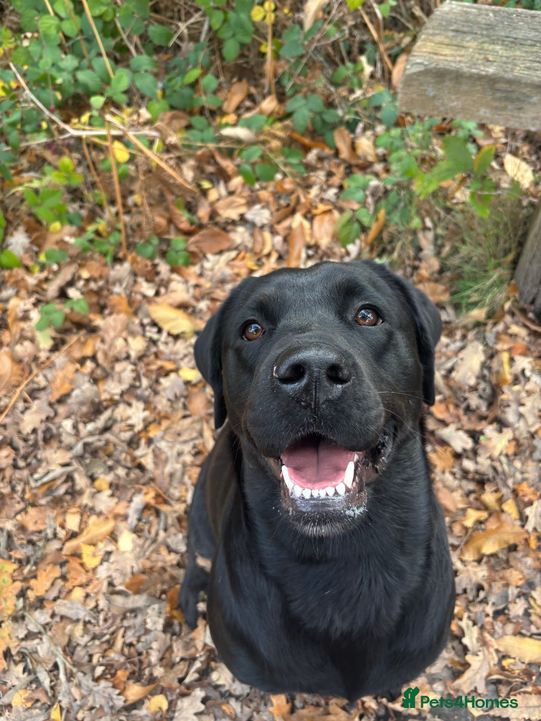 Mixed Breed dogs for sale: Stunning lab/rottie x golden retriever puppies e - Advert 1