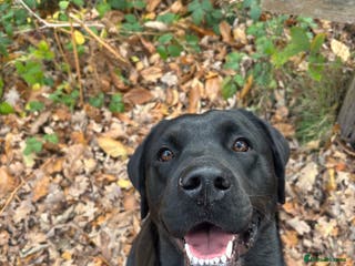 Mixed Breed dogs Stunning lab/rottie x golden retriever puppies e - Advert 6