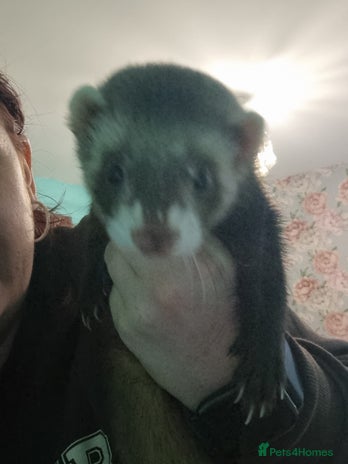 Ferret rodents - Advert 2