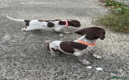German Shorthaired Pointer dogs for sale: 3boys 3girls left ‼️Stunning Litter of GSP puppies - Image 20