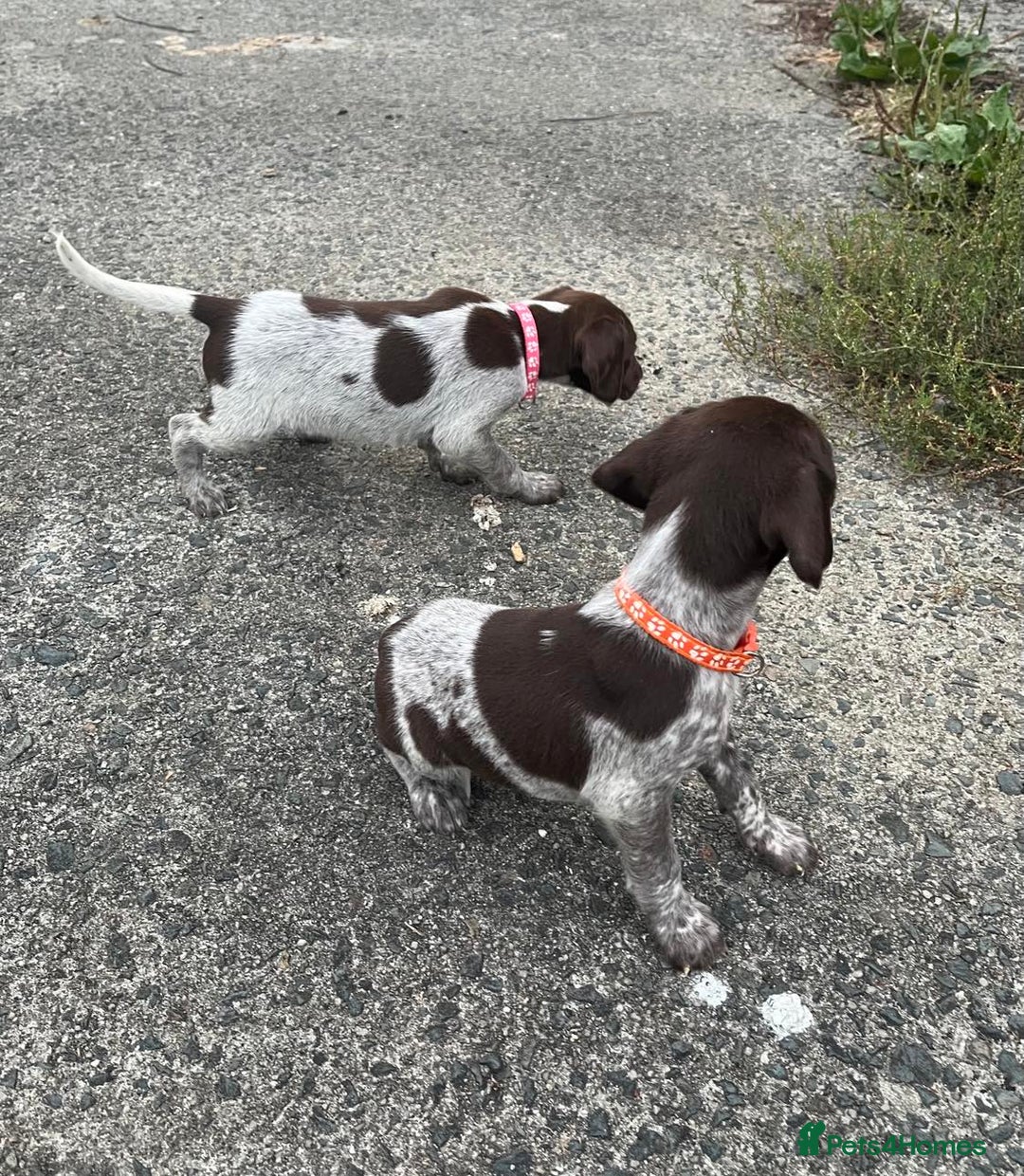 German Shorthaired Pointer dogs for sale: 3boys 3girls left ‼️Stunning Litter of GSP puppies - Image 20