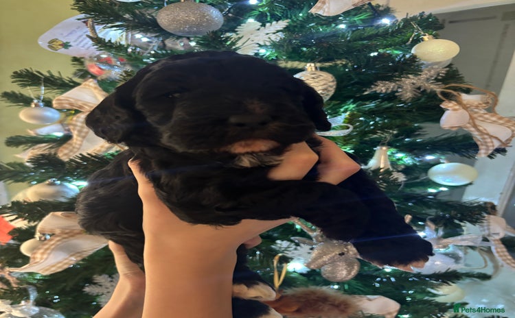 Cockapoo dogs Beautiful F1 Cockapoo  - Advert 7