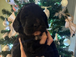 Cockapoo dogs Beautiful F1 Cockapoo - Advert 6