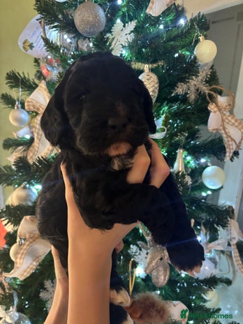 Cockapoo dogs Beautiful F1 Cockapoo - Advert 7