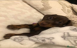 Miniature Dachshund dogs for sale: Minatare Dachshunds  - Image 8