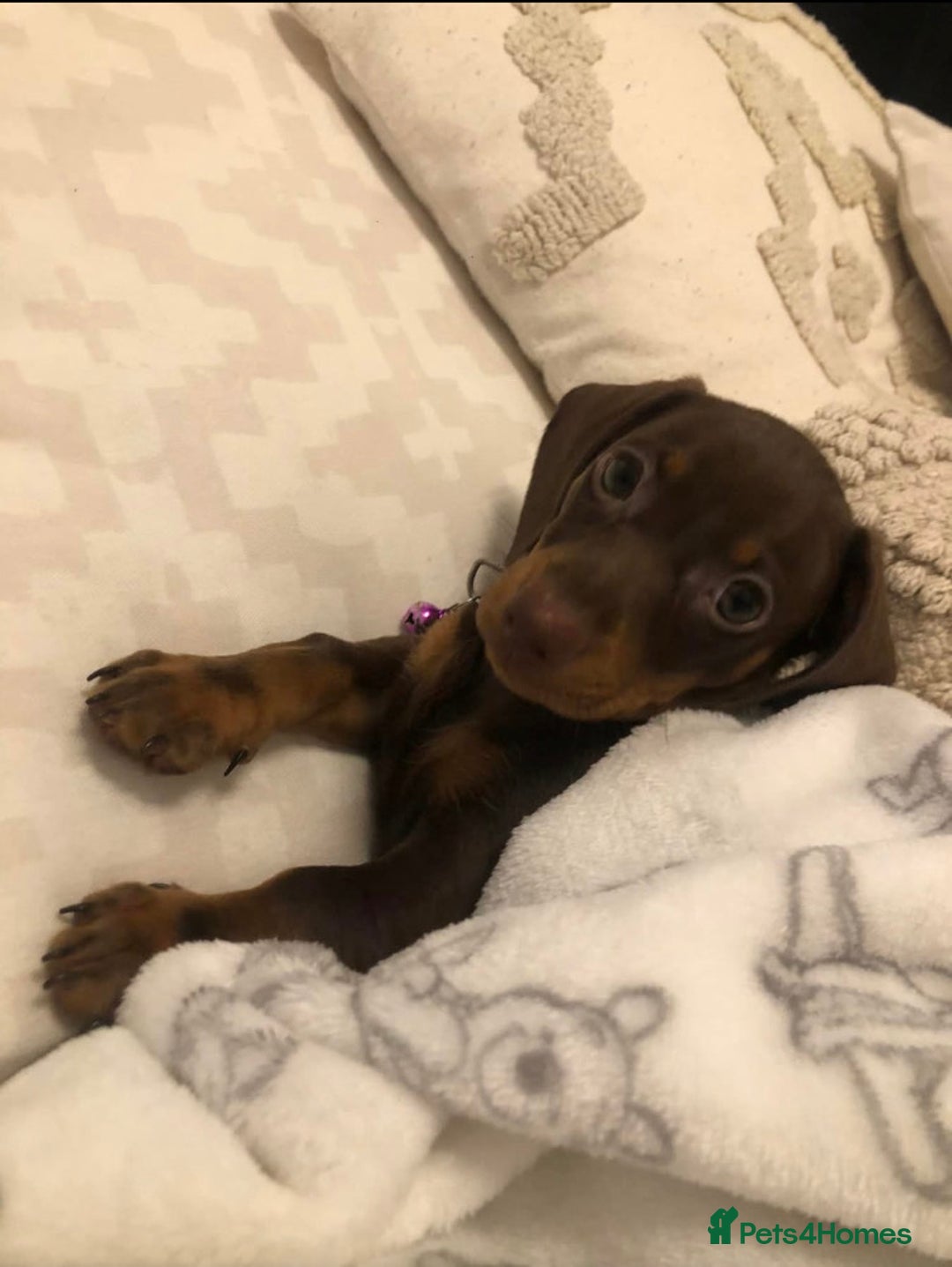Miniature Dachshund dogs for sale: Minatare Dachshunds  - Image 8