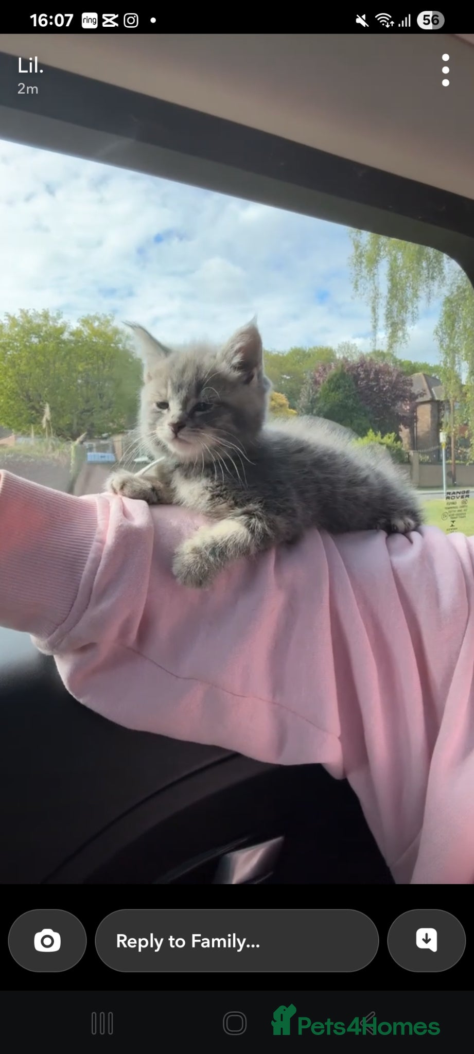 Maine Coon cats Mainecoon kittens grey smoke coats  - Advert 5