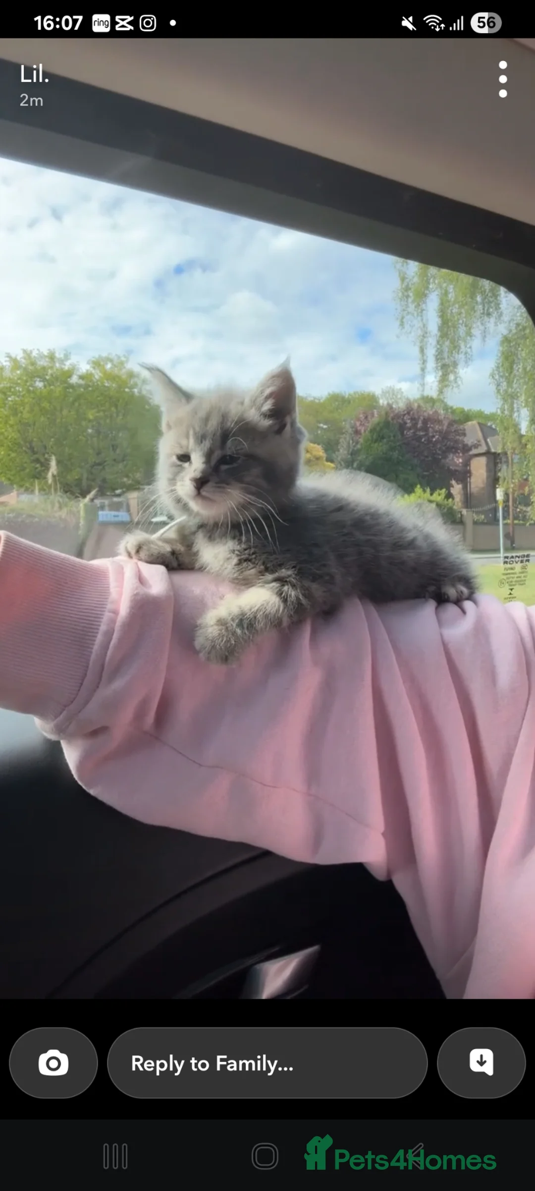 Maine Coon cats for sale: Mainecoon kittens grey smoke coats 1 LEFT  - Advert 2