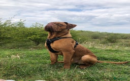Dogue De Bordeaux dogs for stud: STUNNING DOGUE DE BORDEAUX STUD AVAILABLE - Image 1