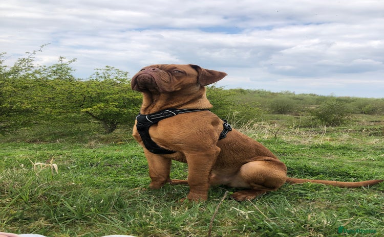 Dogue De Bordeaux dogs - Advert 1