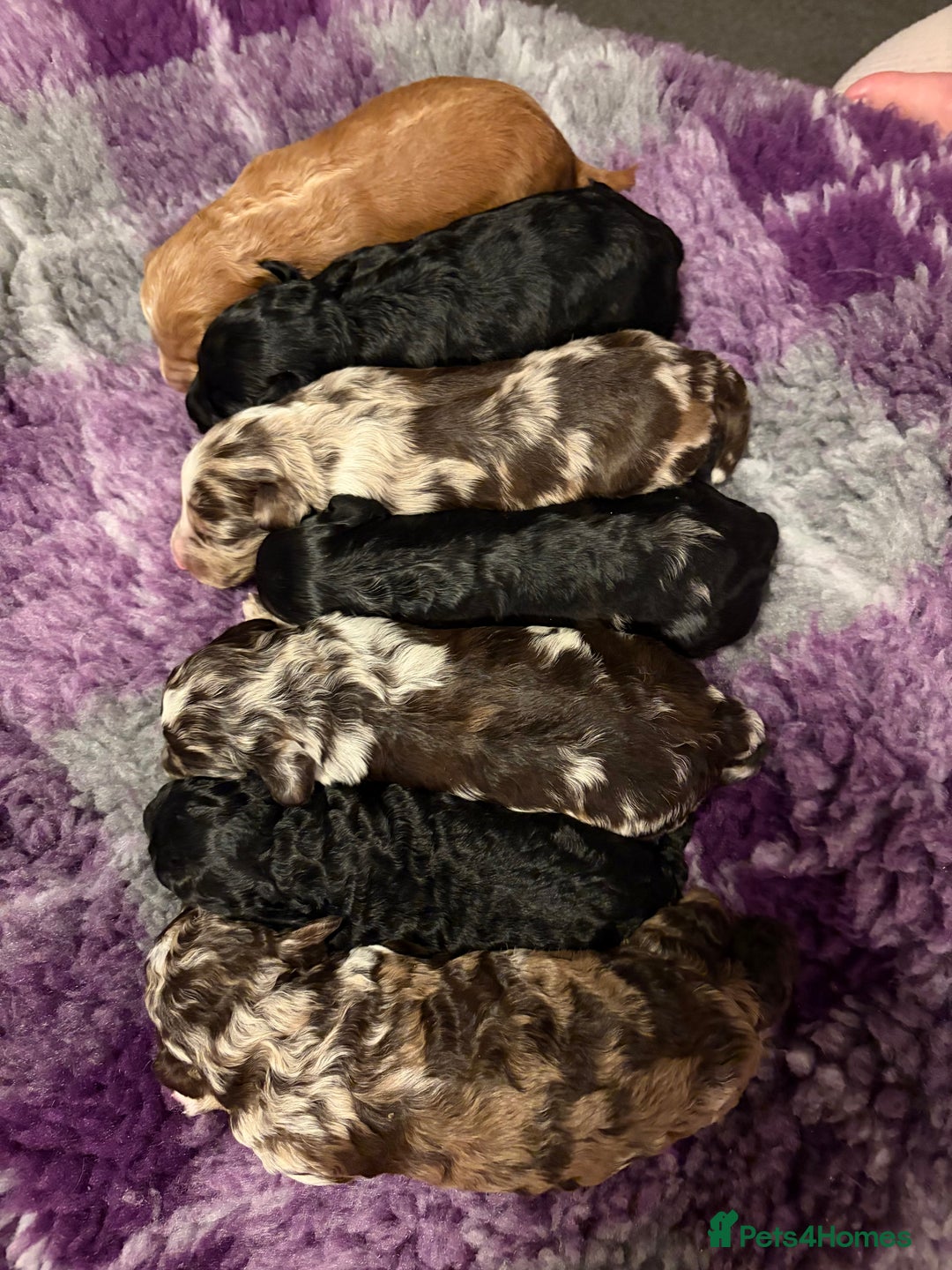 Bordoodle dogs for sale: Stunning litter of colliepoo/bordoodle puppies  - Advert 6