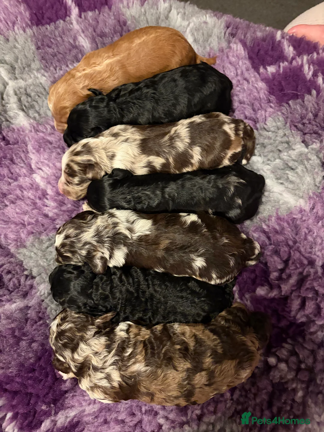 Bordoodle dogs for sale: Stunning litter of colliepoo/bordoodle puppies  - Advert 11