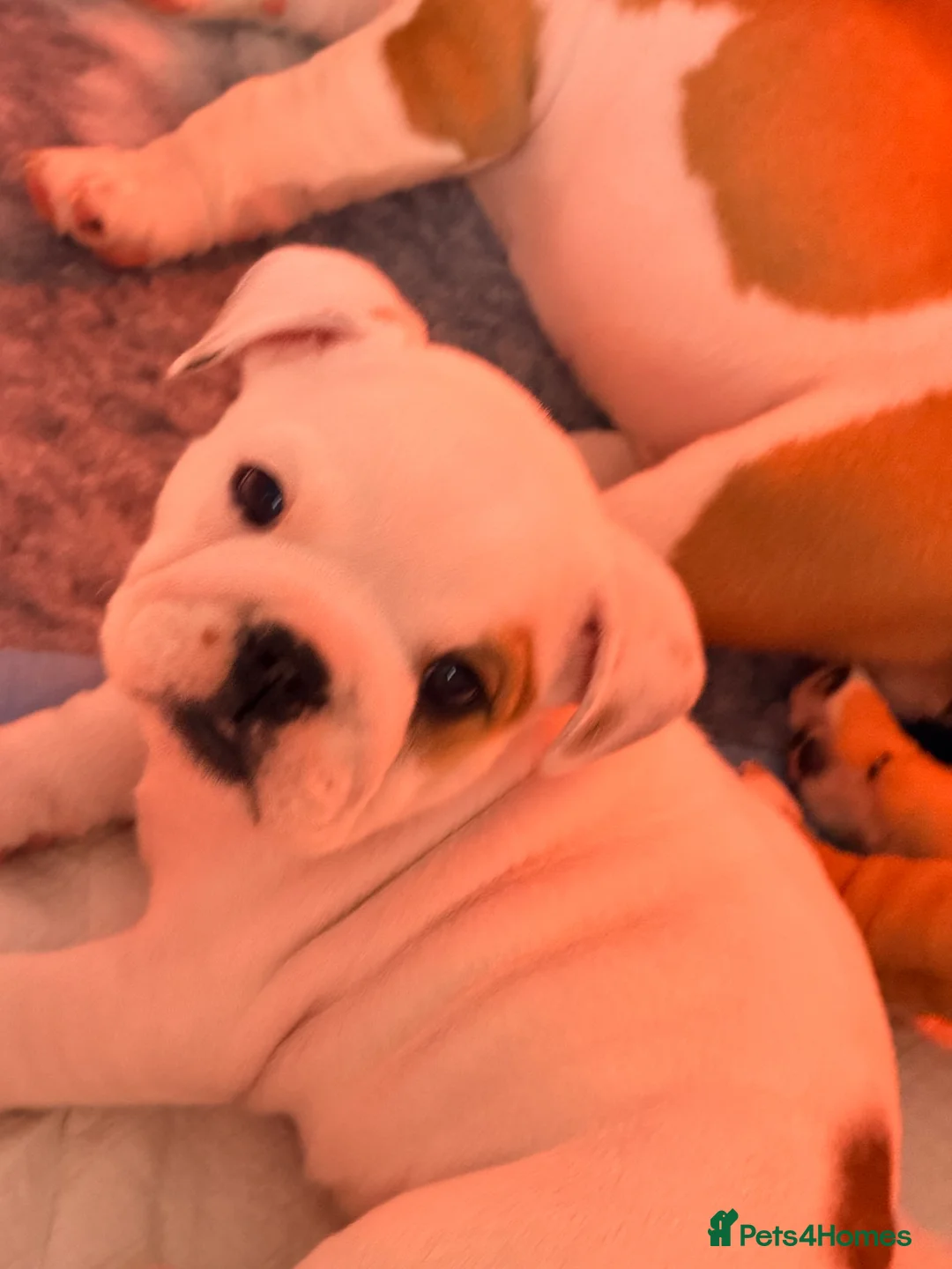 English Bulldog dogs for sale: TRADITIONAL BRITSH BULLDOGS MALE/FEMALE  - Advert 15
