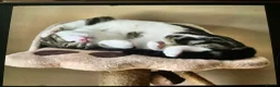 Mixed Breed cats for sale: Adorable tabby girl needs loving home in Newark - Advert 11