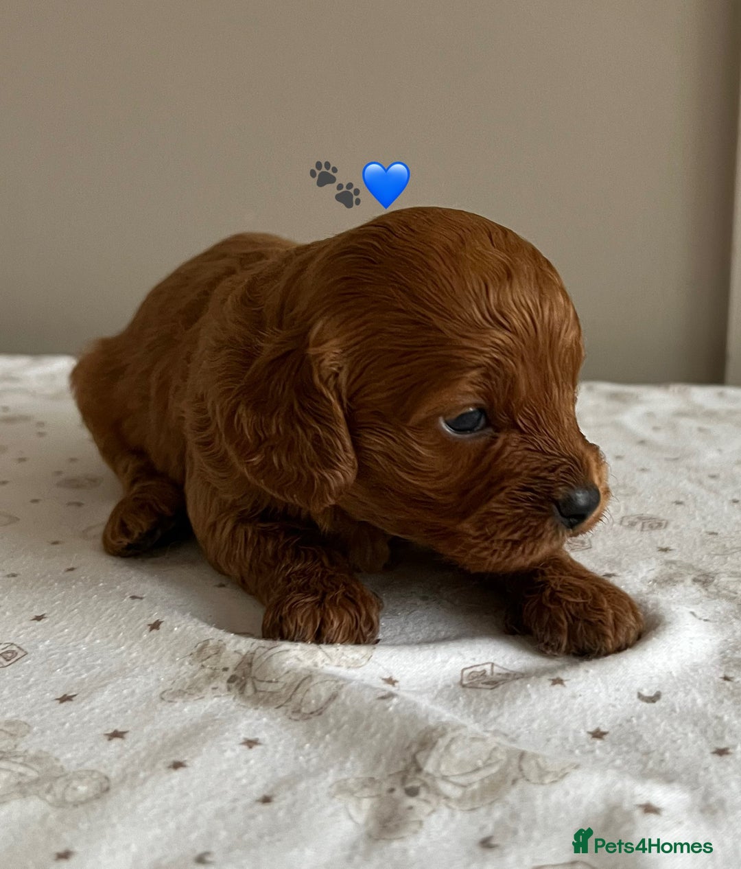 Cavapoo dogs for sale: Fully health tested Cavapoo 🐾🐶 - Image 20