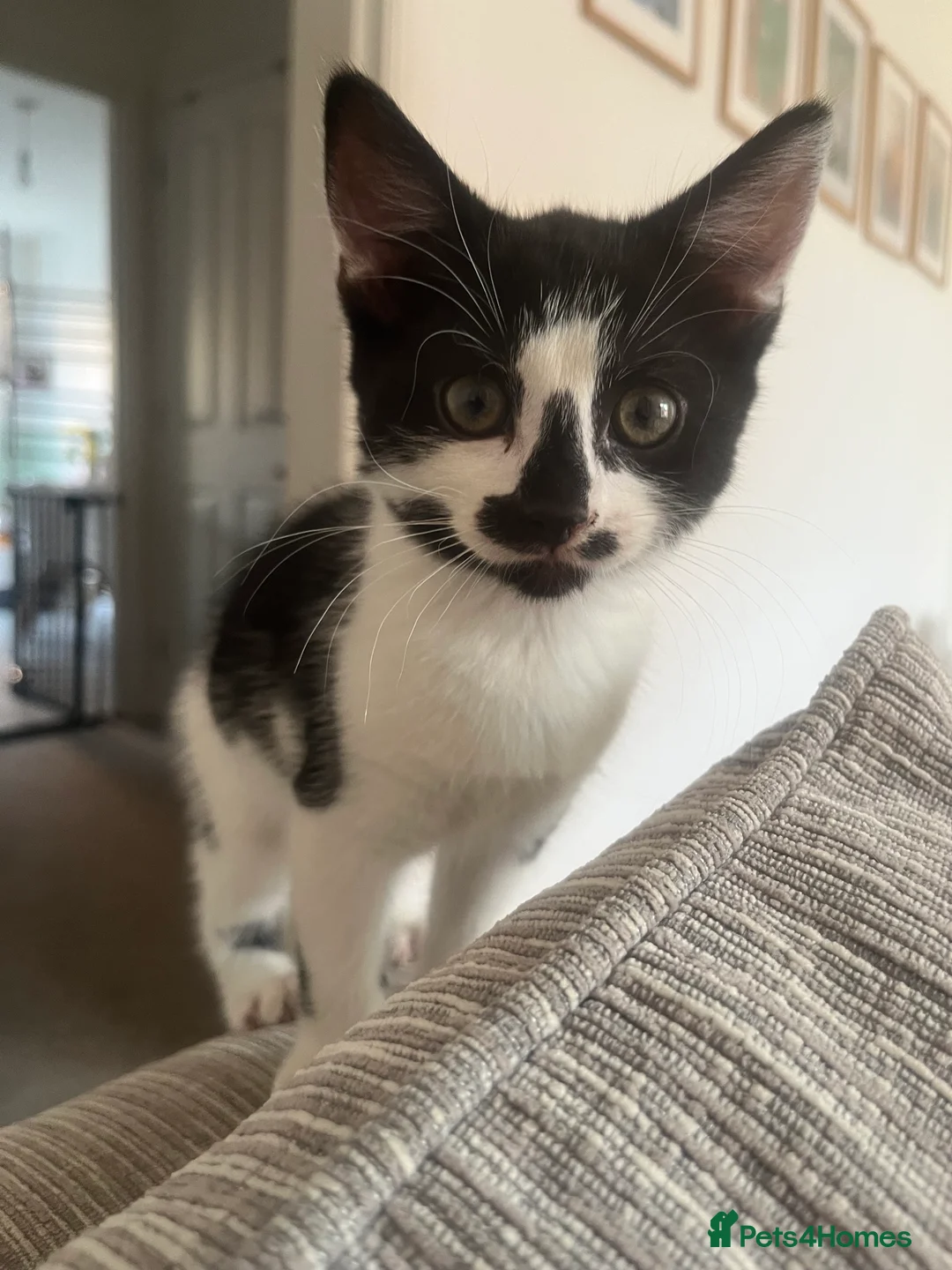 Mixed Breed cats for sale: Lottie - Advert 6
