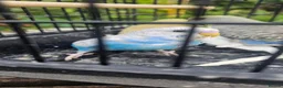 Budgerigars birds for sale: Baby budgies for sale  in Waltham Abbey - Advert 2