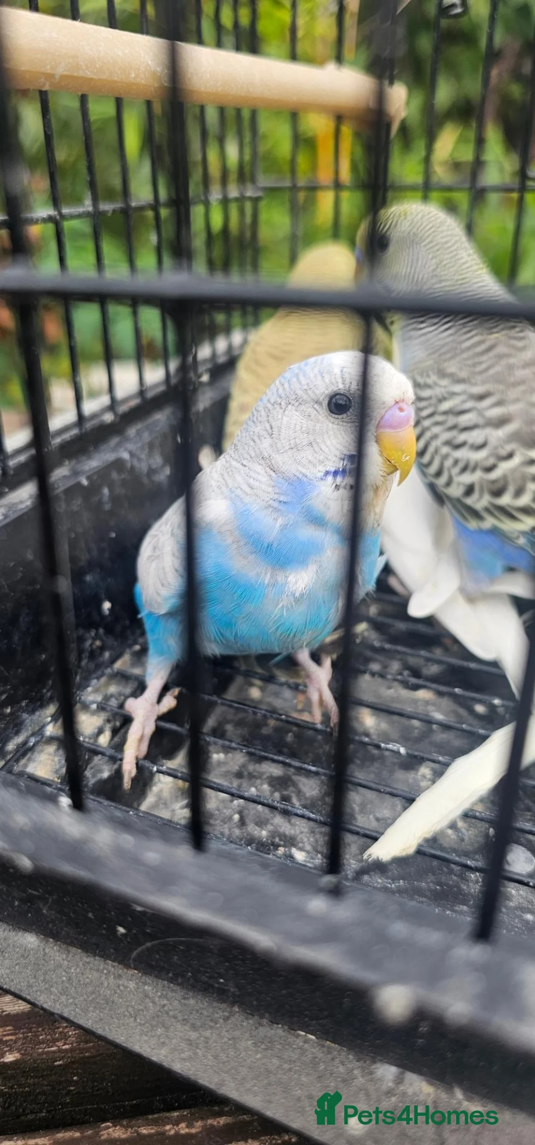 Budgerigars birds for sale: Baby budgies for sale  in Waltham Abbey - Advert 2