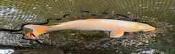 Koi Carp fish for sale: Mixed Koi Carp Golden Orfe Fish Collection - Advert 6