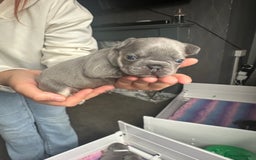 French Bulldog dogs for sale: 2 litters available from Natk9 clinic *JESUS PUPS* - Image 16