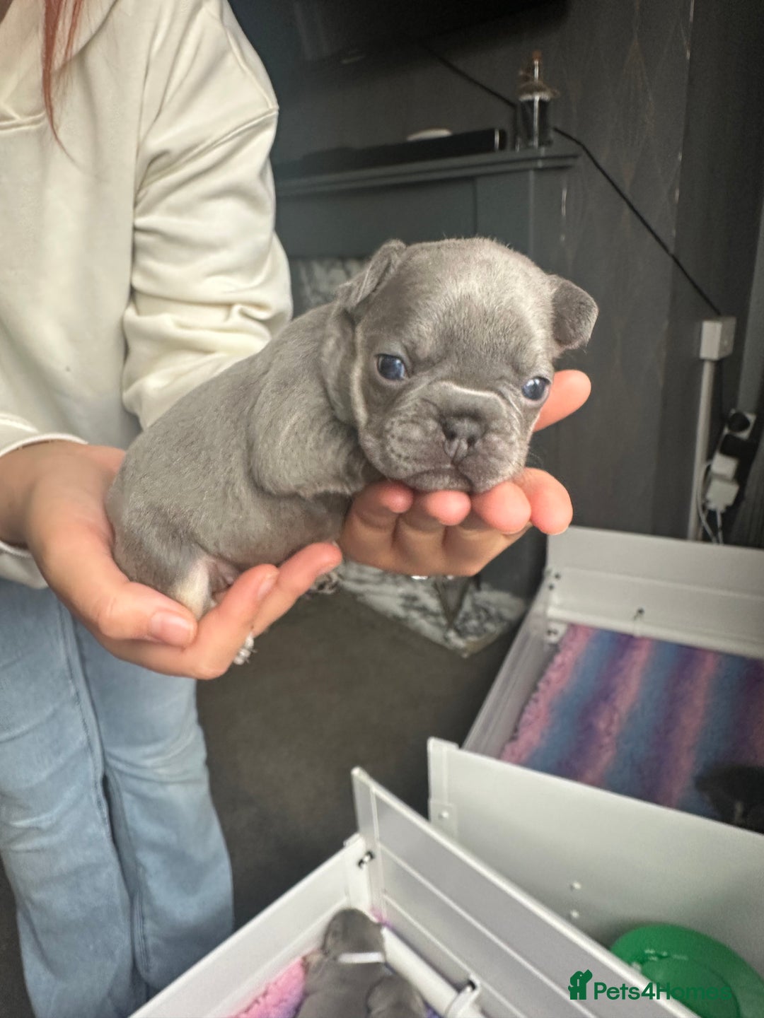French Bulldog dogs for sale: 2 litters available from Natk9 clinic *JESUS PUPS* - Image 16