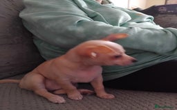 Chihuahua dogs for sale: Pup for sale - Image 2