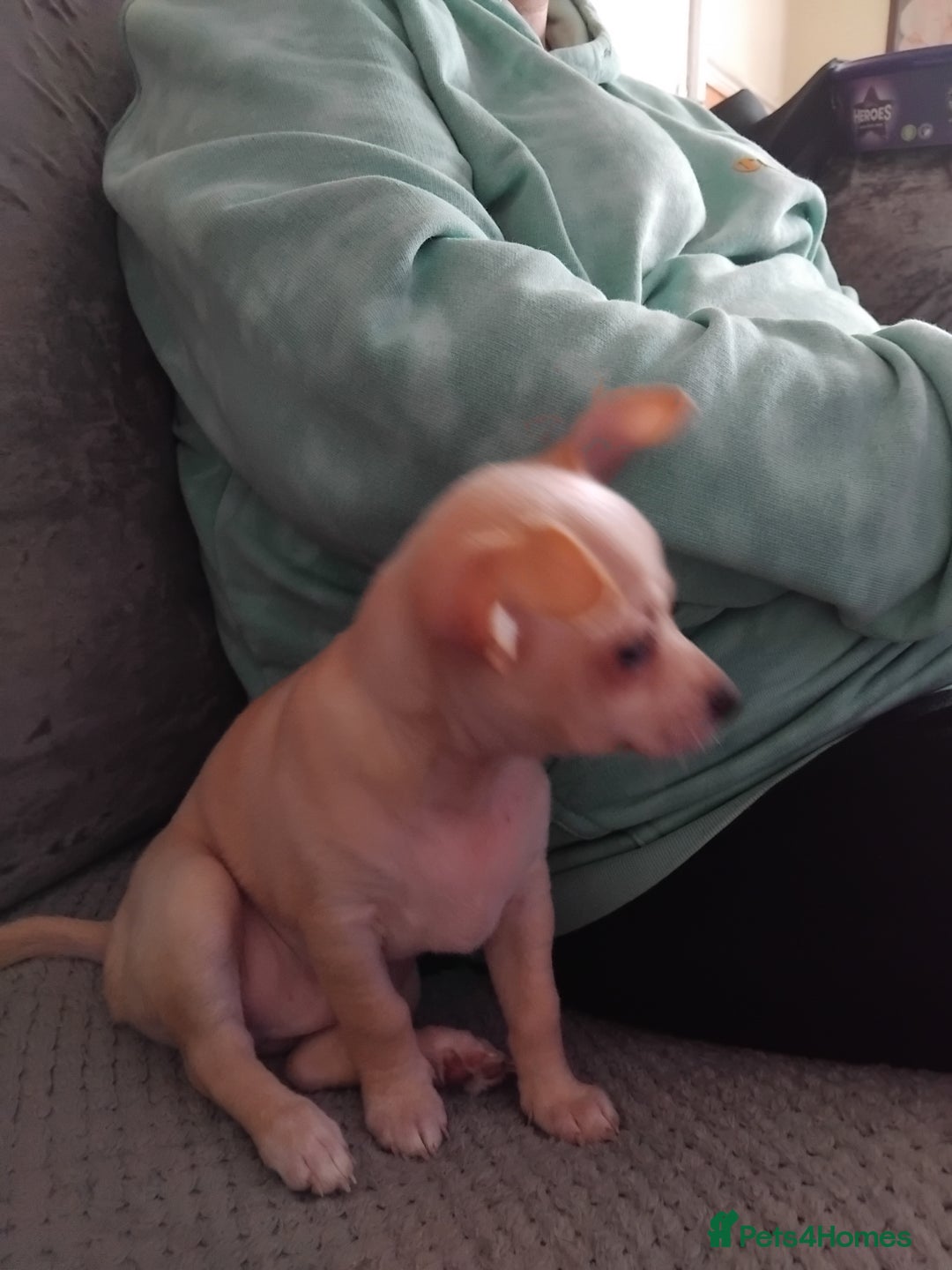 Chihuahua dogs for sale: Pup for sale - Image 2
