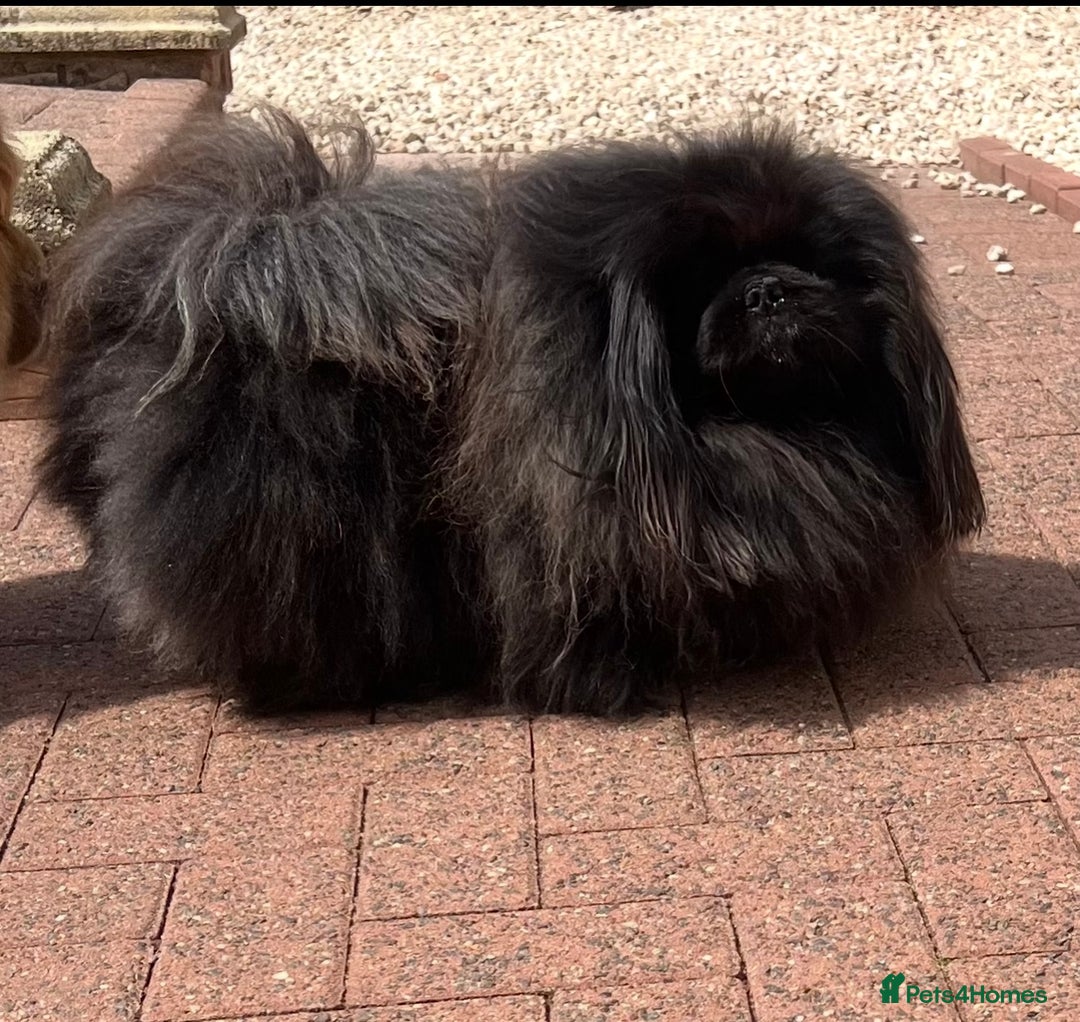 Pekingese dogs for sale: Gorgeous adult male and female  - Image 7