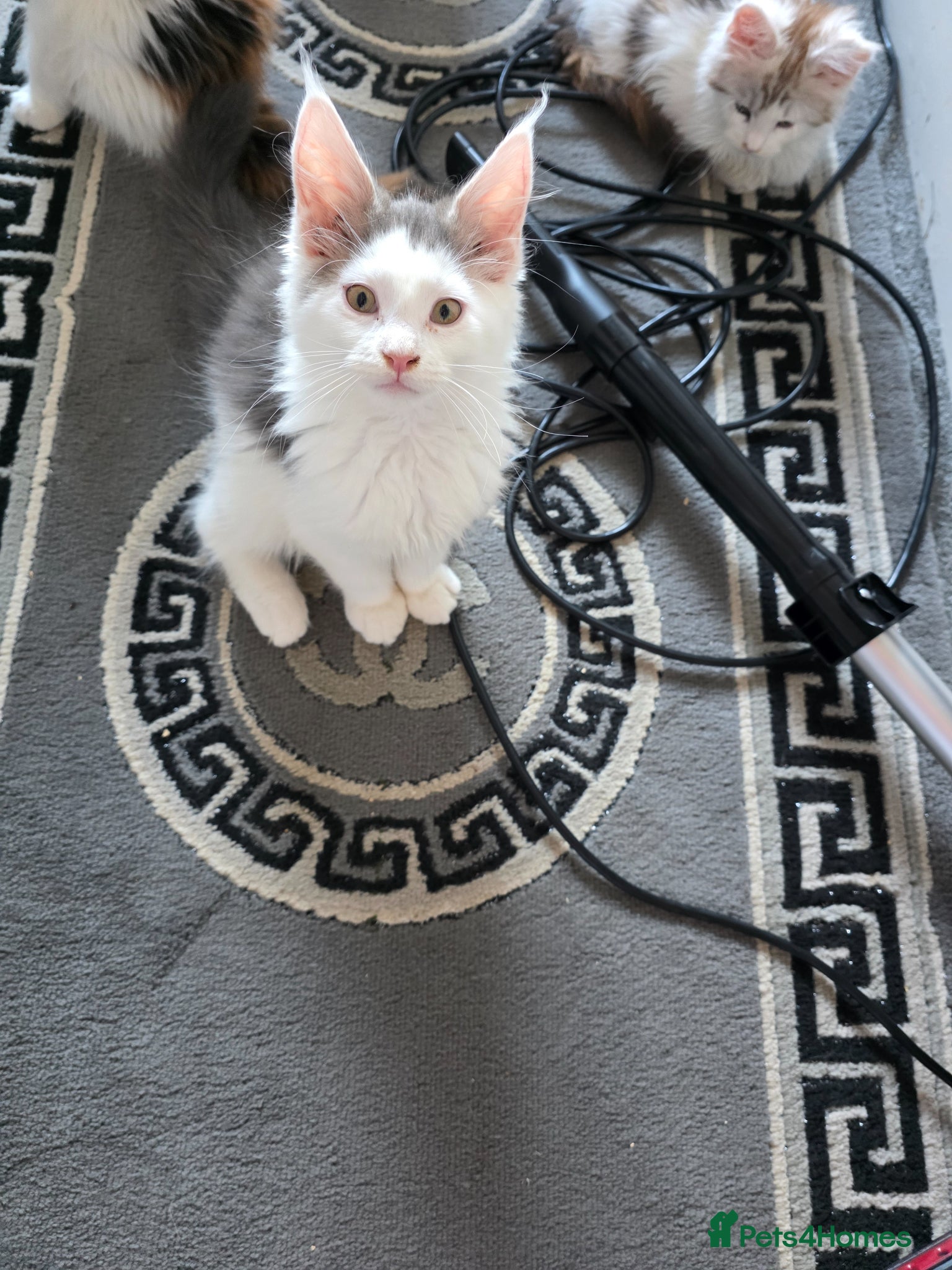 Maine Coon cats STUNNING MAINE COON KITTENS  - Advert 15