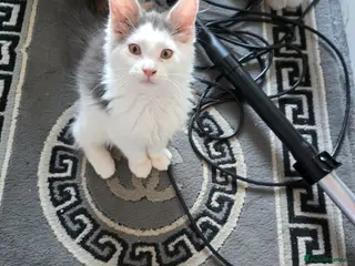 Maine Coon cats STUNNING MAINE COON KITTENS - Advert 15