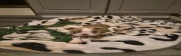 Boston Terrier dogs for sale: Beautiful boston puppies  - Advert 17