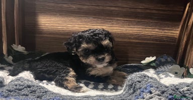 Yorkiepoo dogs - Advert 1