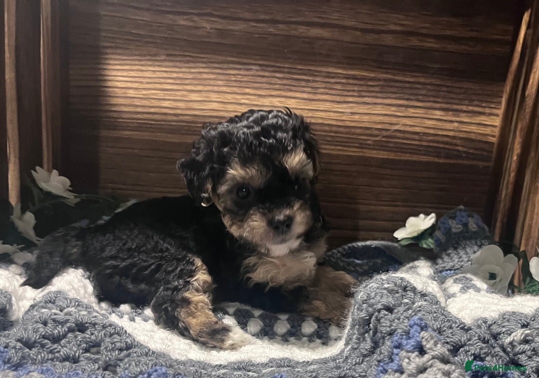 Yorkiepoo dogs for sale: Tiny Yorkipoos beautiful fluff balls puppies - Image 5