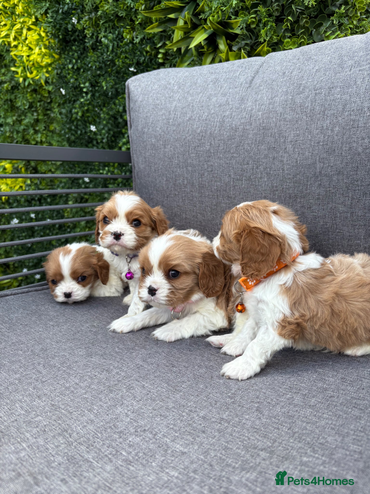 Cavalier King Charles Spaniel dogs Stunning DNA tested cavalier pups  - Advert 1