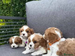 Cavalier King Charles Spaniel dogs Stunning DNA tested cavalier pups - Advert 1