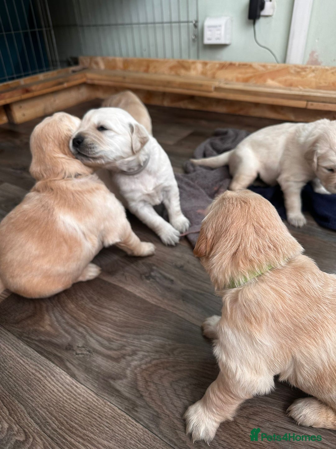 Golden Retriever dogs for sale: 💫💫💫 All puppies are reserved 💫💫💫 in Saint Helens - Image 26
