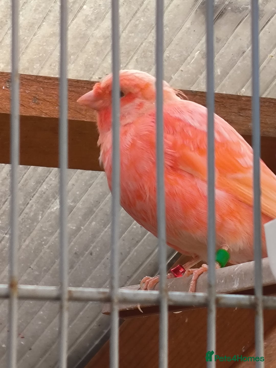 Canaries birds for sale: Young 2025 canaries  - Image 16