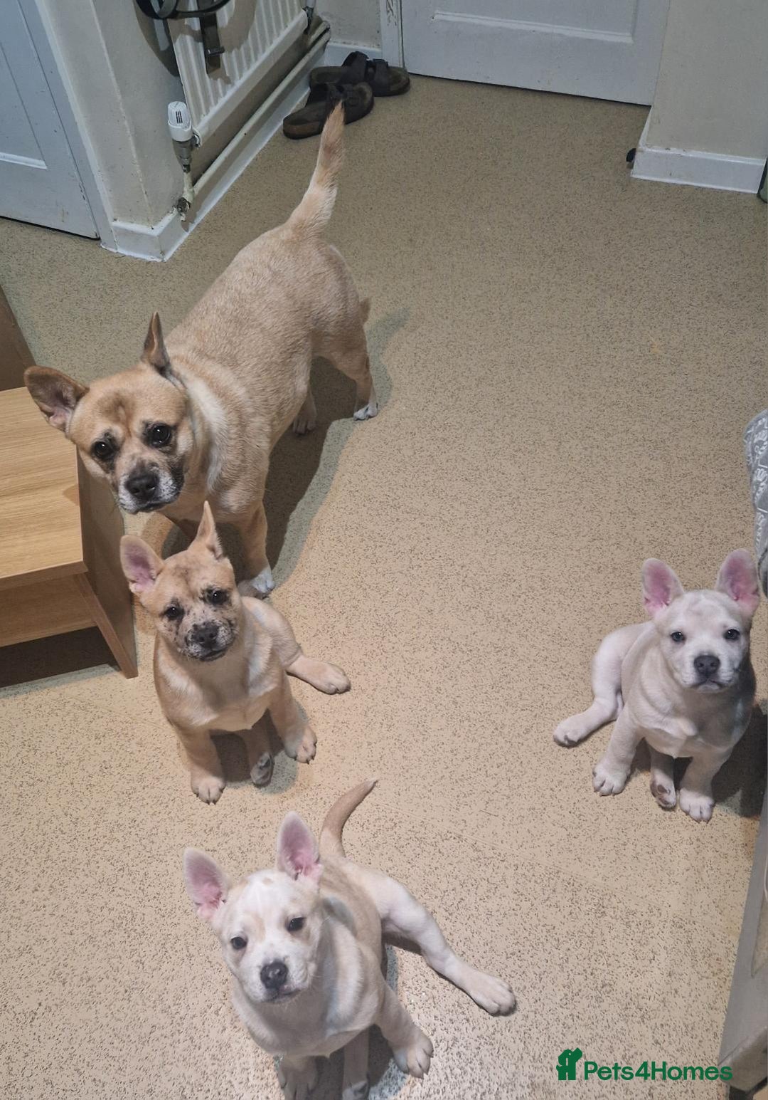 Mixed Breed dogs for sale: 3x Female French Bulldog X Chow Chow puppies.   - Advert 2