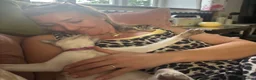Siamese cats for sale: Pedigree, top quality kittens  - Advert 11