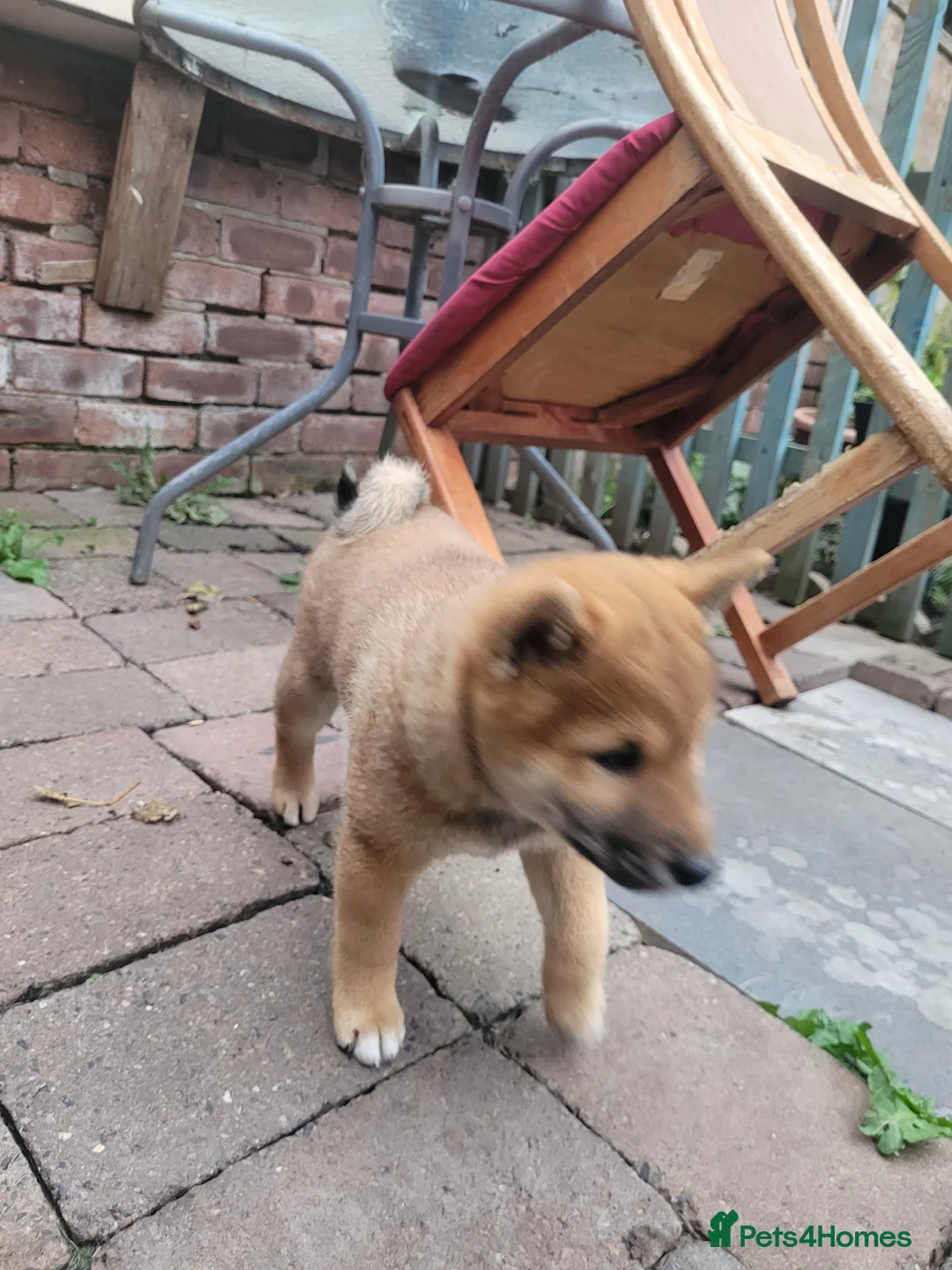 Japanese Shiba Inu dogs for sale: A UNIQUE MALE SHIBA INU LOOKING FOR A LOVING HOME  - Advert 3