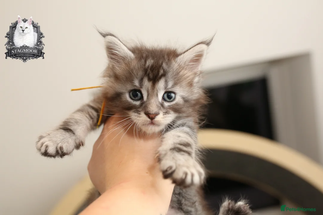 Maine Coon cats for stud: European Championship Carries Shaded GCCF & TICA - Advert 17