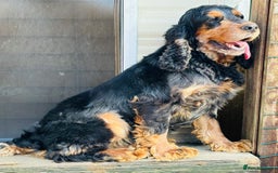 Cocker Spaniel dogs for sale: Retirement home  - Image 6