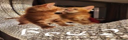 Maine Coon cats for sale: Beautiful Maine Coon kittens  - Advert 8