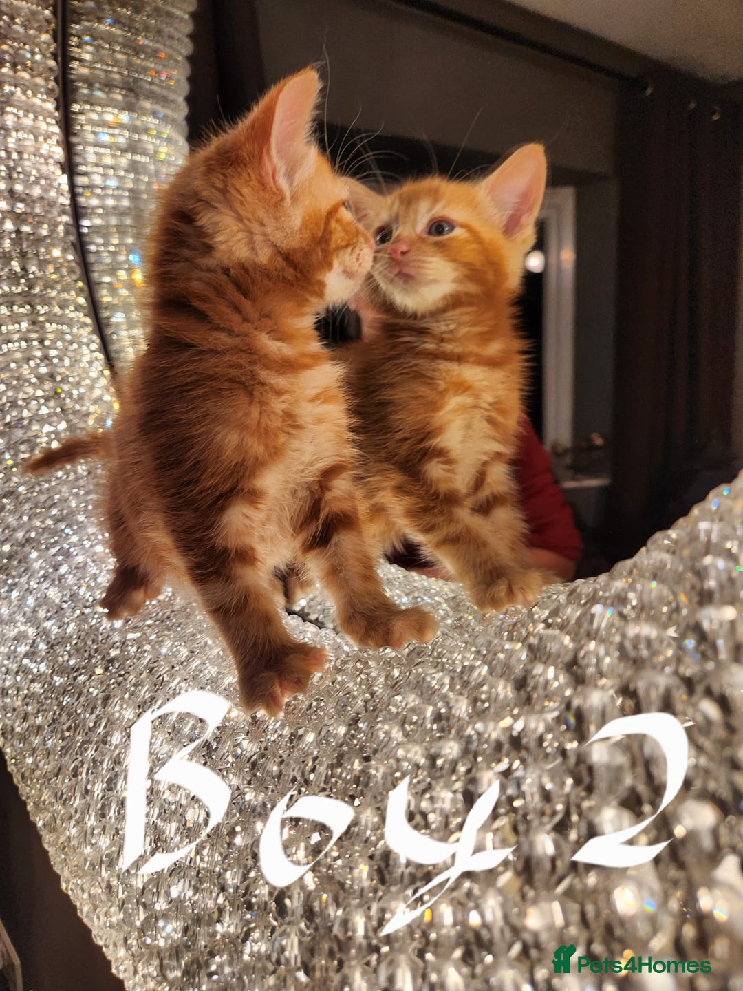 Maine Coon cats for sale: Beautiful Maine Coon kittens  - Advert 8